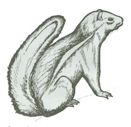 Black ink drawing of a Whitetail Antelope Squirrel.