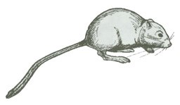 Black ink drawing of a Kangaroo Rat.