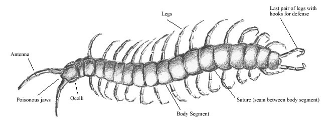 Pencil sketch of a Centipede (Scolopendra Spp.)