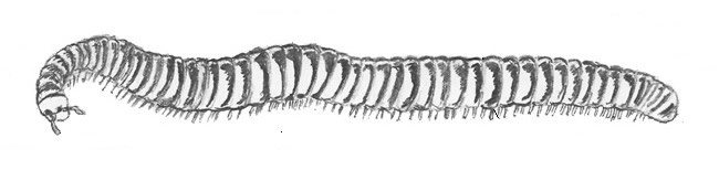 Pencil sketch of a Desert Millipede (Orthoporus ornatus).