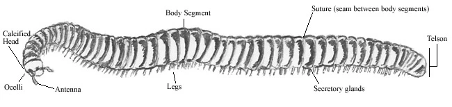 Pencil sketch of a Desert Millipede (Orthoporus ornatus). Pencil sketch of a Desert Millipede (Orthoporus ornatus).