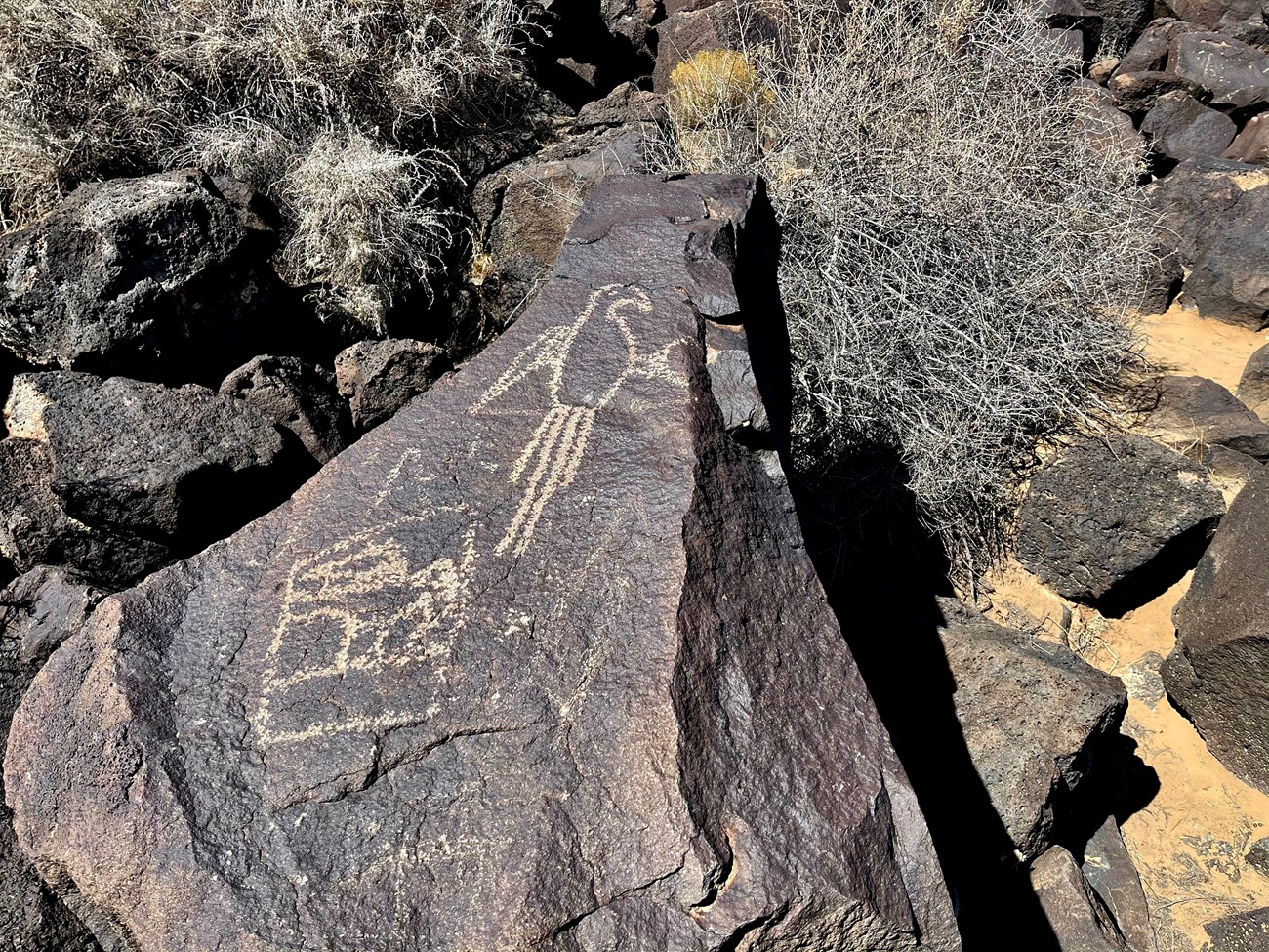 A petroglyph of a macaw parrot on a dark boulder.