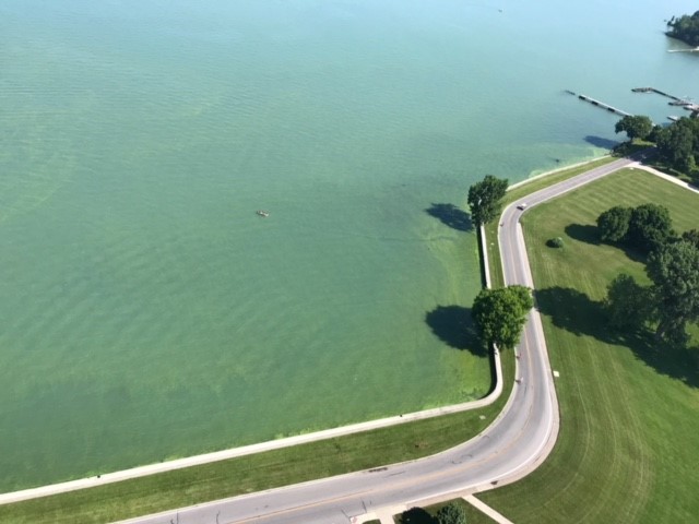 Harmful Algal Blooms in Lake Erie- Picture by Ranger Jeff Ashley
Green Algal bloom washing up against north seawall