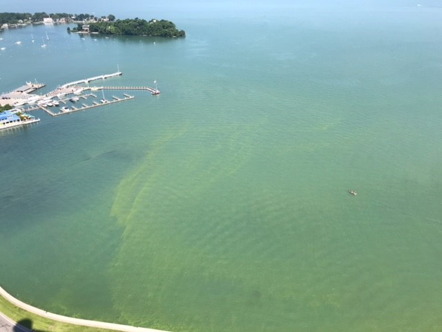 Harmful Algal Blooms in Lake Erie. Picture taken by Jeff Ashley. Harmful Algal Blooms in Lake Erie- Green cloudy water washing up against north seawall.