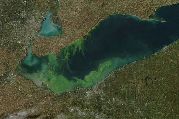 Harmful Algal Blooms in Lake Erie entire Harmful Algal Blooms covering all of Lake Erie