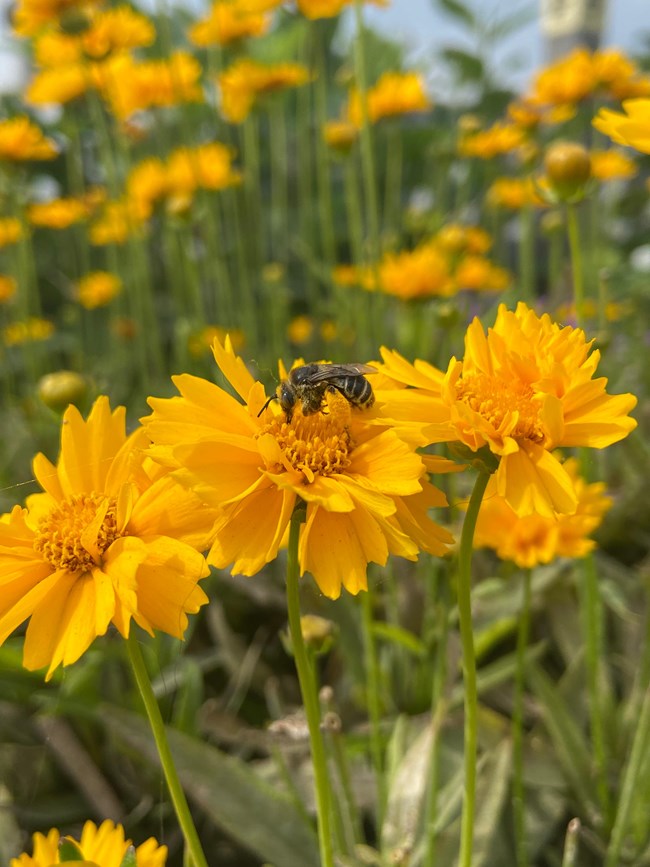 a group of orange lanced leaf correopsis and a bee