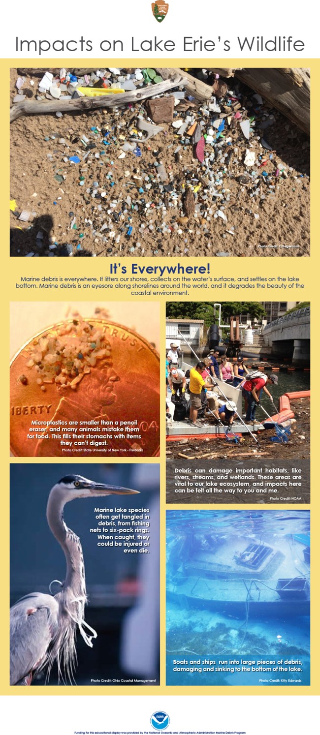 Impacts on Lake Erie's Wildlife. It is everywhere! Pictures of people in boat cleaning up debris, micro plastics compared to penny, debris on beach, plastic pop can ring around the long neck of a bird, and a sunken vessel.