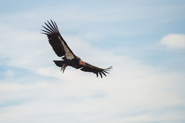 A Condor Soars across a blue sky.