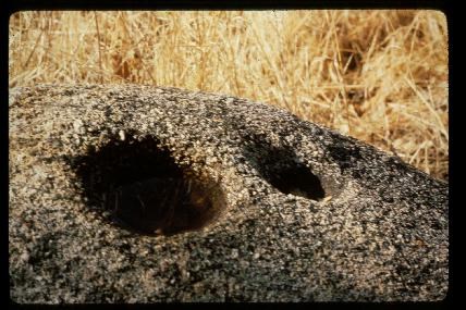 A rock with depressions in it used to grind acorns into flour for food.