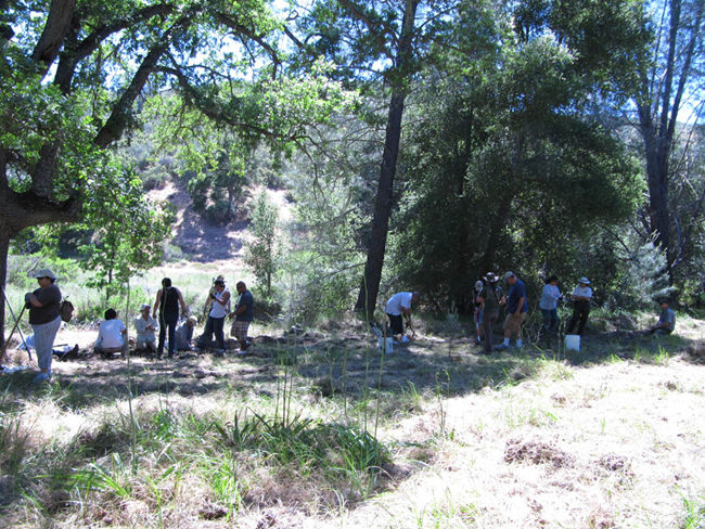 Sedge treatment McCabe Canyon Sedge treatment McCabe canyon