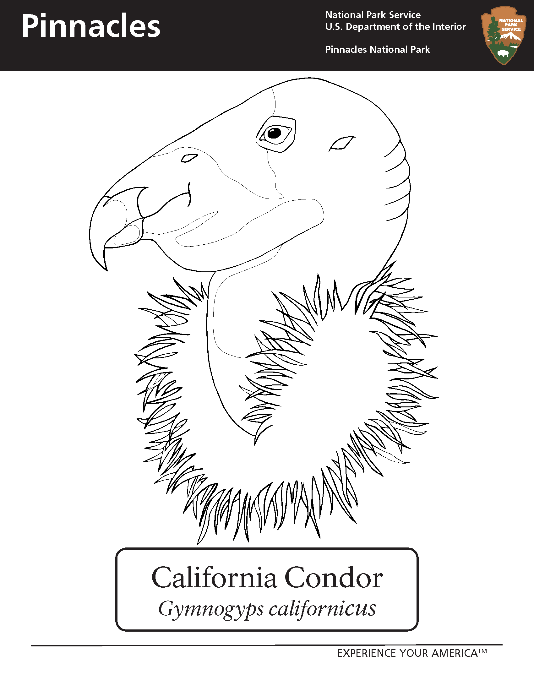 An outline of a California condor in profile