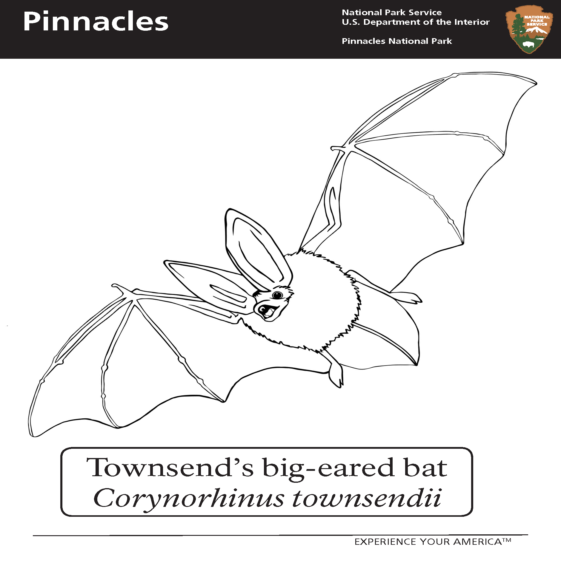 Townsend's big-eared bat coloring page