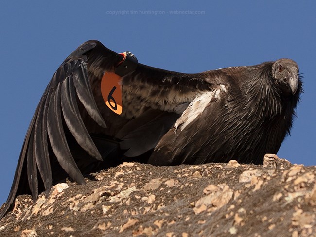 Condor 1006 stretches his wing.