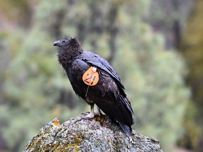 Condor 1021 perched on a rock.