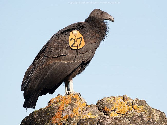 A juvenile condor with an orange wing tag perches on a rock.