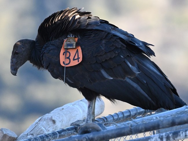 A juvenile condor perches on top of a chain link fence.