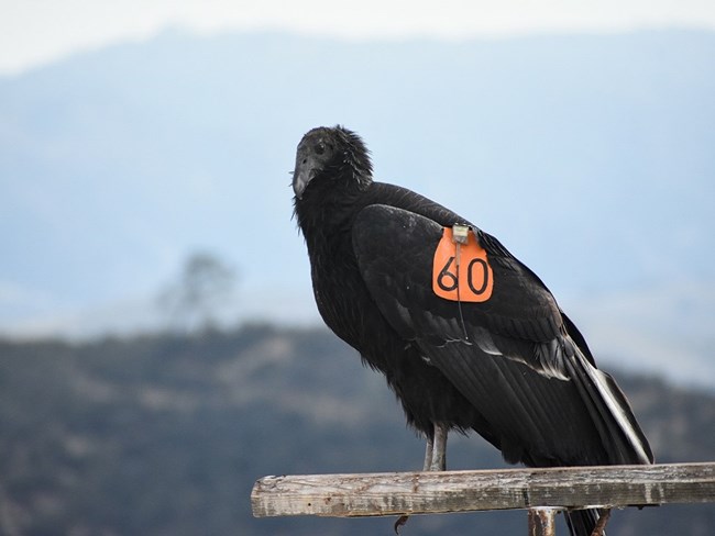 Condor 1060 perched.