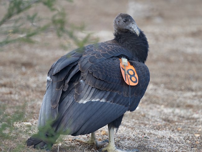 A young condor with an orange wing tag stands on the ground.