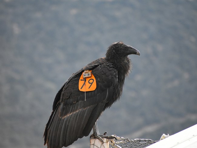 Condor 1079 perched.