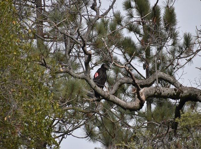 Condor #1123 perched in a pine tree.