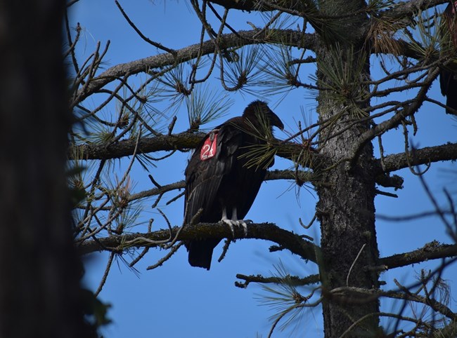 Condor #1124 perched in a pine tree.