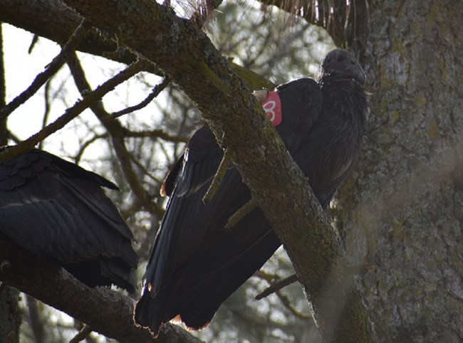 Condor 1128 perched in a pine tree.