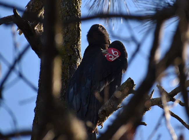 Condor 1136 perched in a pine tree.