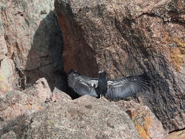 Condor 1145 sunning her wings.