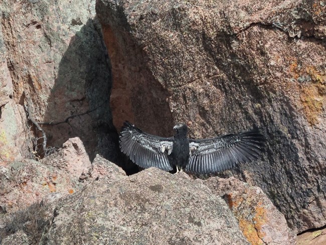 Condor 1145 sunning her wings.