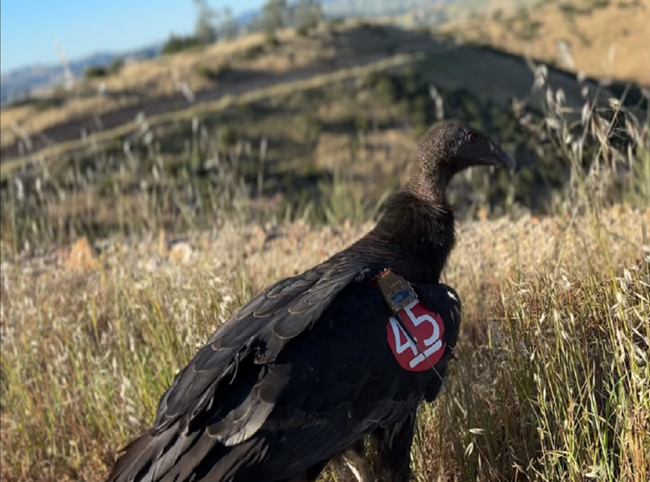 Condor 1145 in tall grass.