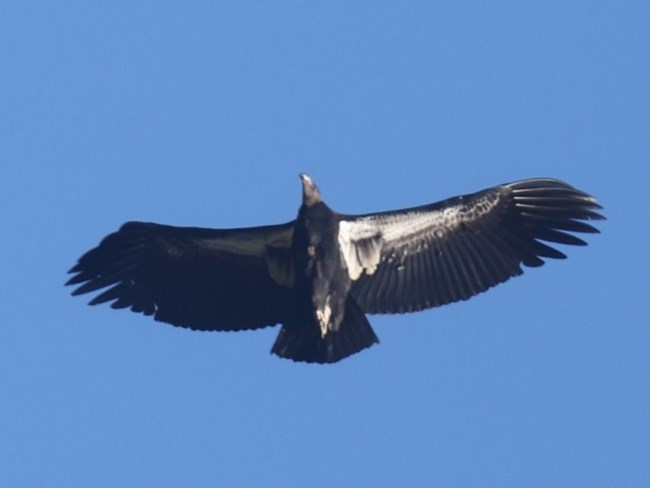 Condor 1175 flying.