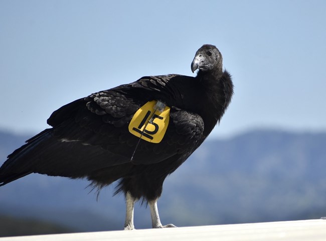 Condor 1215 perched.