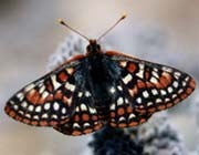 Edith's checkerspot butterfly. Edith's checkerspot butterfly.