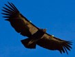 Pinnacles Condor 306 Pinnacles Condor 306