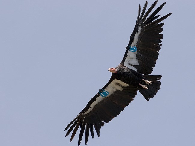 Condor 317 in flight