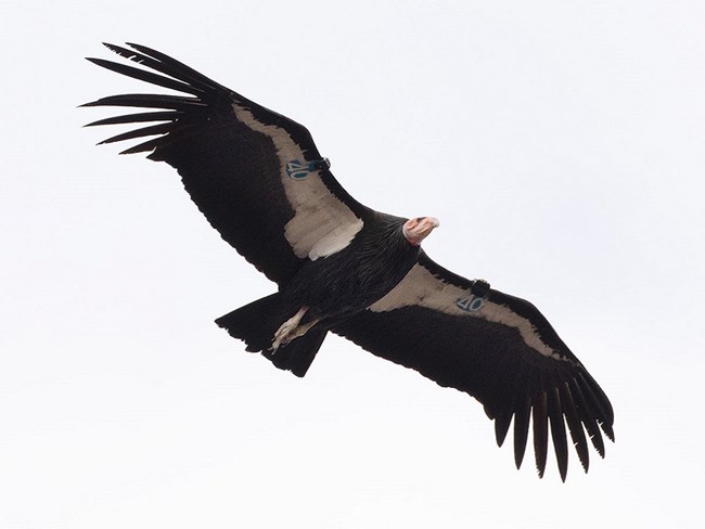 Condor 340 in flight.