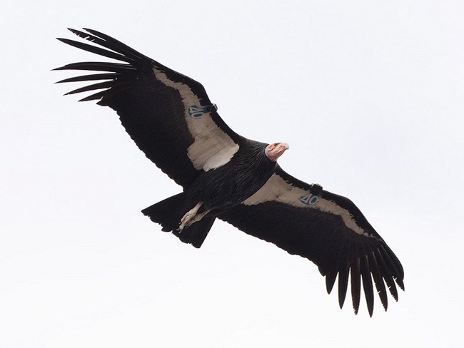 An adult condor flies overhead against a white sky.