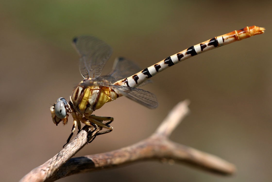 White-Belted Ringtail Dragonfly