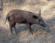 A young feral pig. A young feral pig.