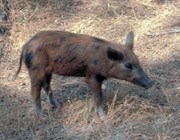 A young feral pig.