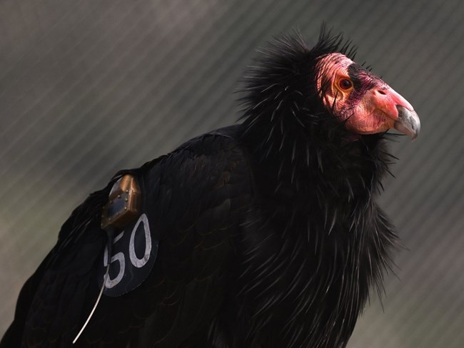 An adult condor with a black wing tag perches in a flight pen.