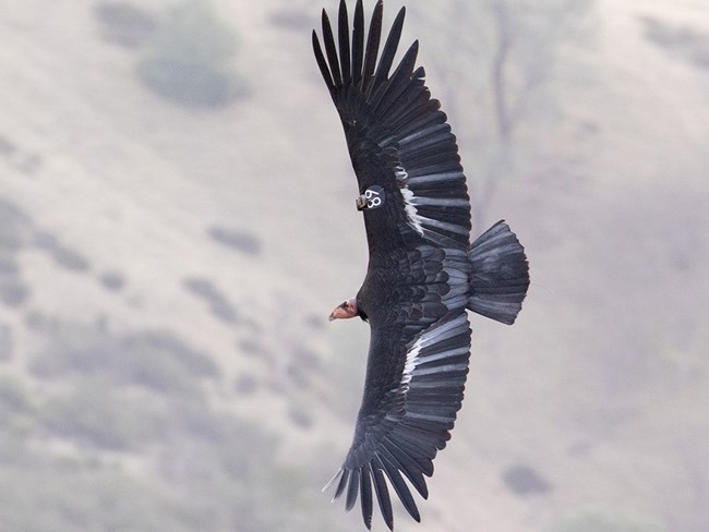An adult condor in flight, taken from above.