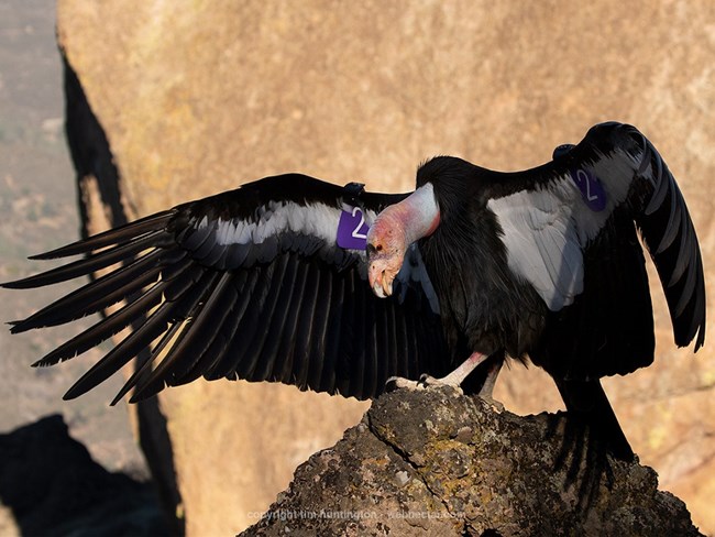 An adult condor standing on a rock with wings outstretched.