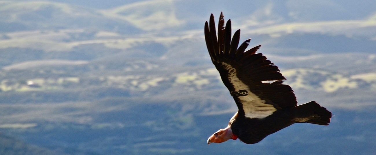 Condor 606 flying in the High Peaks.