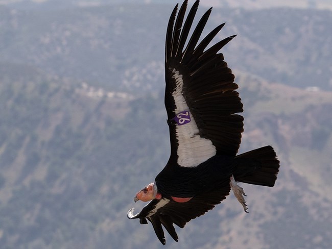 Adult condor in flight.