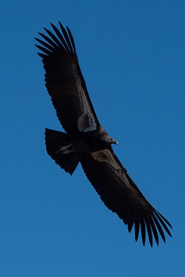 Profiles of the Pinnacles Condors - Pinnacles National Park (U.S ...