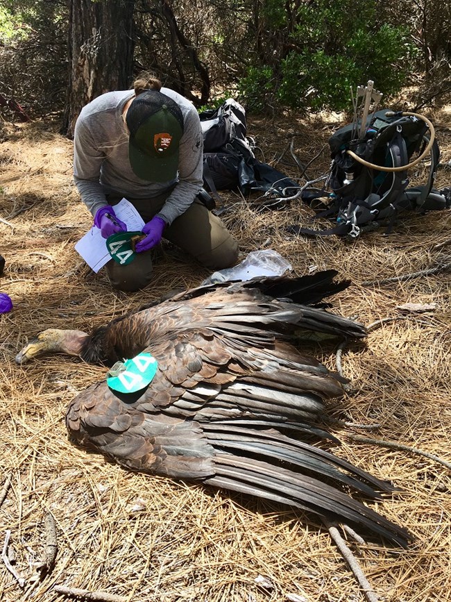 Condor biologist removes the transmitters from a dead condor that was recovered from the wild.