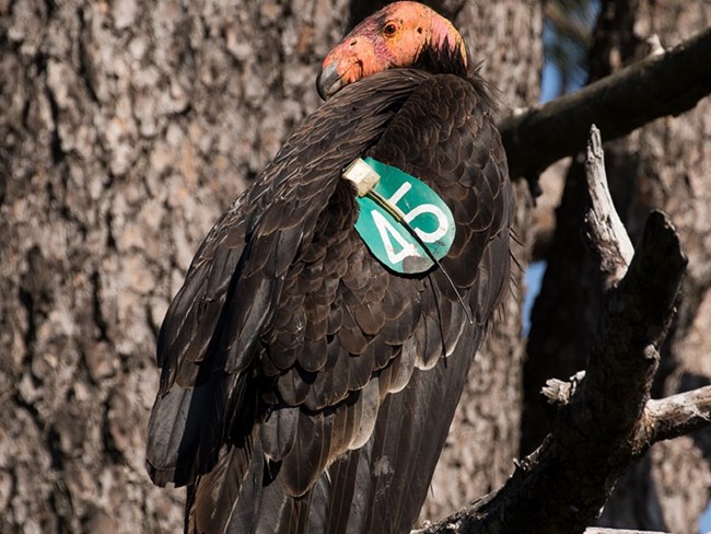 condor 745 perched