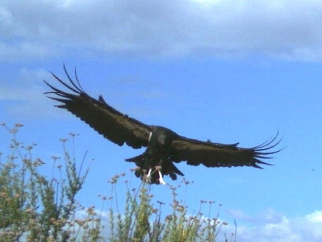 800_website Condor 800 in flight.