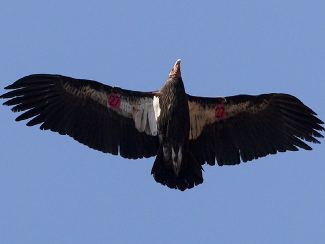 Condor 827 in flight.